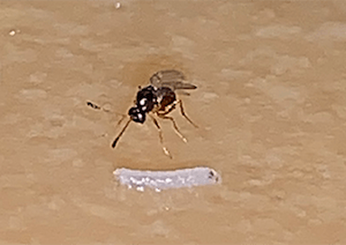 A parasitoid wasp walking along the surface towards a fly larva