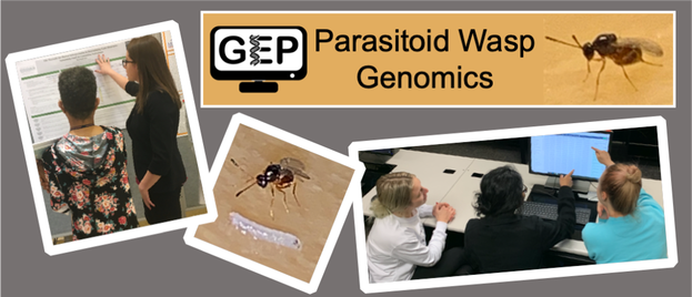 Image advertising the Genomics Education Partnership parasitoid wasp genomics project. It shows images of parasitoid wasps, of students working on a computer, and a student explaining their research
