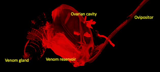 A venom complex dissected from a parasitoid wasp and stained to show the outlines. At one end is the venom gland which produces the venom proteins. In the middle is the venom reservoir that stores venom proteins. At the other end, the reservoir connects to the ovipositor, which the wasp uses to transfer venom into the fly larva