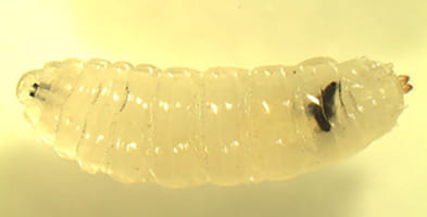 A fly larva containing two distinct black shapes. The black shapes are parasitoid eggs that have been encapsulated and melanized by the immune response